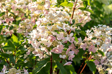 White hydrangea flowers in full bloom in a garden. Hydrangea bushes blossom on sunny day. Flowering hortensia plant. Blossoming flowers in the spring. close up petals