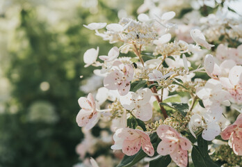 White hydrangea flowers in full bloom in a garden. Hydrangea bushes blossom on sunny day. Flowering...