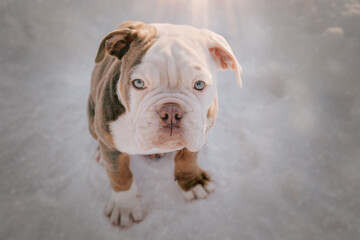 Bulldogge Englische Bulldogge