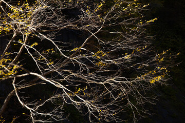 Fototapeta na wymiar tree branches shining in the dark
