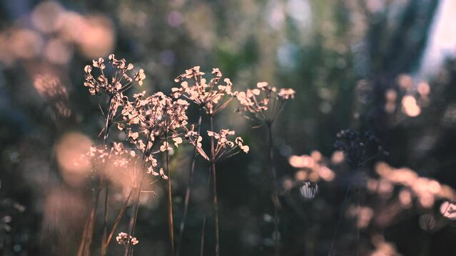 Close Up Shots of Dry Flowers