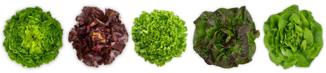 Fresh red and green lettuce isolated on white background. Bio vegetables. - obrazy, fototapety, plakaty