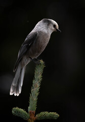 Portrait of a Canada Jay