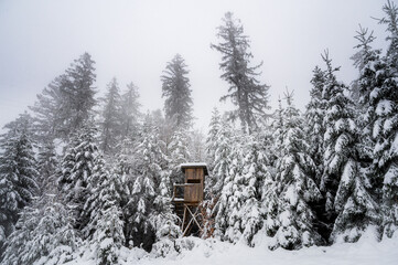 Cabin in snowy forest during snowfall in the Black Forest, Germany