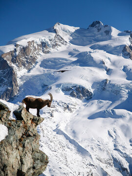 An Alpine Ibex, or mountain goat, is standing on a steep rock in front of the Dufourspitze, the highest peak of Switzerland.