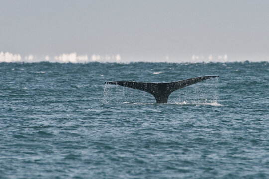 Bowhead Whale tail in Beaufort Sea, with Arctic ice, Utqiagviq, Alaska, USA