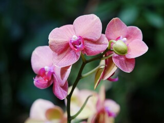Fototapeta na wymiar Closeup of Pink Orchids
