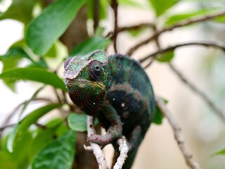 Closeup of Chameleon on Branch