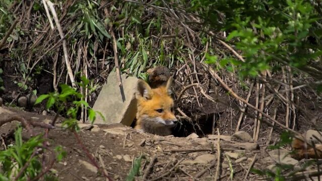 A lone Red Fox pup peers from its underground den in early spring in Windsor in Upstate NY.  A fox pup looks out into the great unknown for maybe the first time.