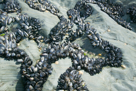 Mussels growing on the Cornish coast UK.