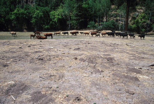 Gila National Forest