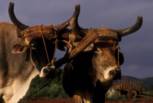 Two oxen pulling a cart, Cuba.