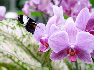Closeup of Pink Orchid and Butterfly