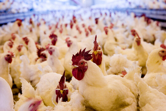 Thousands of chickens inside a large-scale chicken operation.
