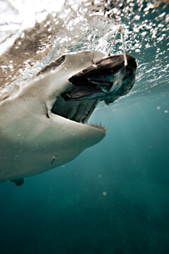 A shark opens mouth to bite baitfish at the surface