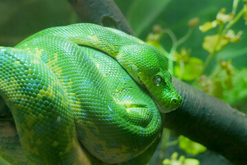 Tropical Green Snake on Branch