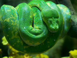 Tropical Green Snake on Branch