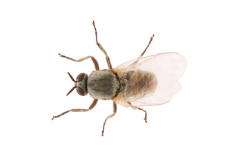 Simulium is a genus of black flies in the family Simuliidae. Dorsal view of fly isolated on white background.