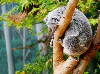 Koala Sleeping on Branch