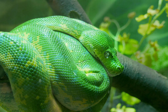 Tropical Green Snake on Branch