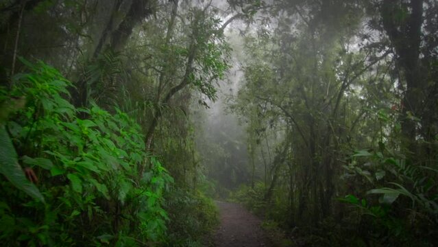Exploration of humid rainy forest