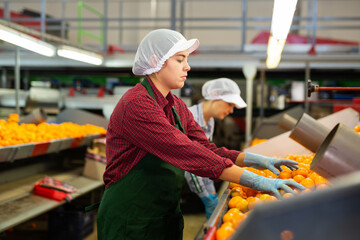 Professional young female worker of fruit processing factory checking fresh ripe tangerines on...