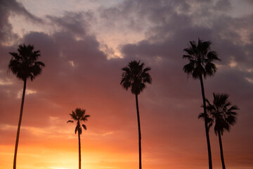 Fototapeta premium Palm trees in the sunset, taken in Venice Beach, Los Angeles, CA, US.