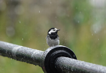 A raindrop splashing up in front of a pied wagtail perching on a metal railing  against a defocused...