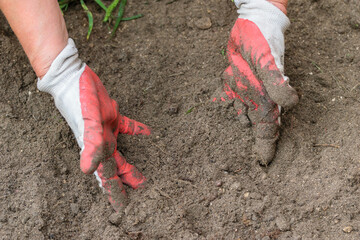 Wiosenne Prace w domowym ogrodzie ręce w ziemi przygotowywanie pod sadzenie roślin  - obrazy, fototapety, plakaty