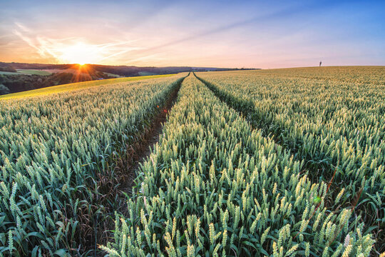 Wheat in HD