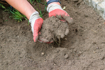 Garść czarnej ziemi w dłoniach w trakcie prac ogrodowych na wiosne