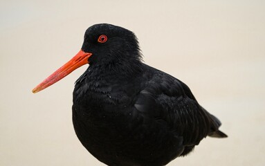 Close up headshot portrait of a black variable oystercatcher bird on sand beach in Abel Tasman...