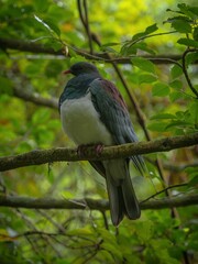 Fototapeta premium Close up of endemic Kereru New Zealand wood pigeon bird sitting on tree branch in Abel Tasman National Park South Island