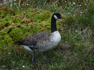 Close up of black white and grey Canada Goose bird standing on green grass in Nelson Lakes National Park New Zealand