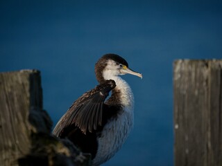 Portrait of a black and white common shag Australian pied cormorant sitting on tree branch in...