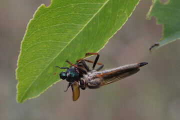 Robber fly (Asilidae) feeds off a captured beetle by sucking out the body fluids of the prey.