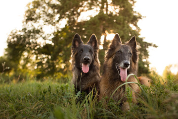  two happy tervueren belgian shepherd dogs lying down on a green grassy field at sunset in the summer
