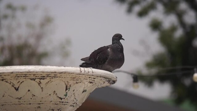 Paloma en fuente de agua ba&ntilde;&aacute;ndose y alzando vuelo/ Pidgeon in a font of water his quill and fly around