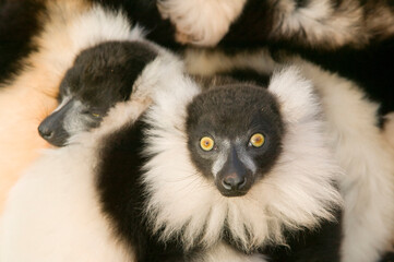 Ruffed lemurs in a cuddle.