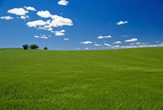 Route of don Quijote. Castilla-La Mancha, Spain. 
Cereal crop field and oaks in Valdepe&Atilde;&plusmn;as