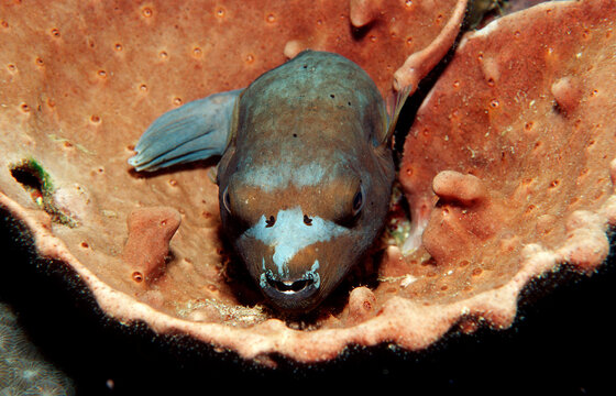 Blackspotted puffer, Arothron nigropunctatus, Indonesia, Indian Ocean, Komodo National Park