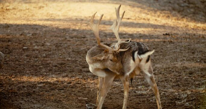 Deer scratching back with his horns in forest