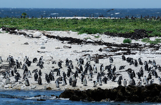 African Penguin (Spheniscus demersus), Dyer Island, Walker Bay, Gansbaai, Western Cape, South Africa