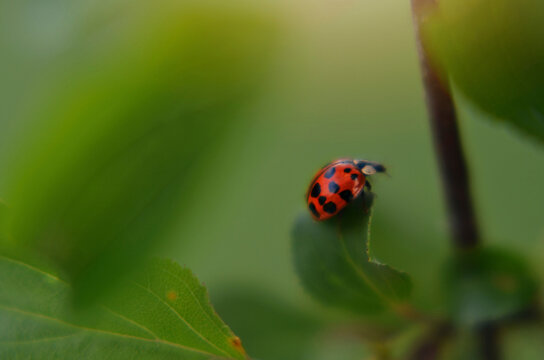 Close-up of ladybug on plant