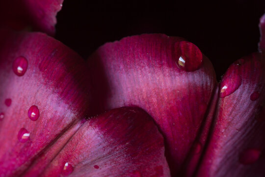 Close-up of water drops on tulips over black background