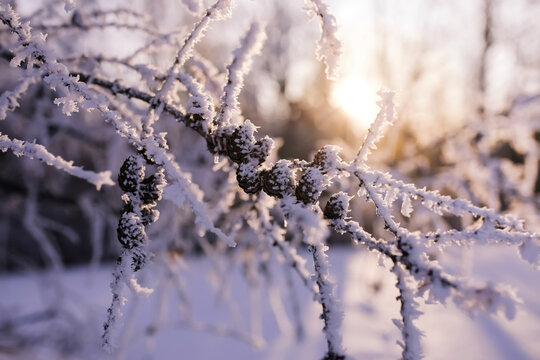 Close-up of frosted branches during sunset