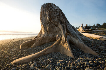 Redwood tree stump, Washington State, USA