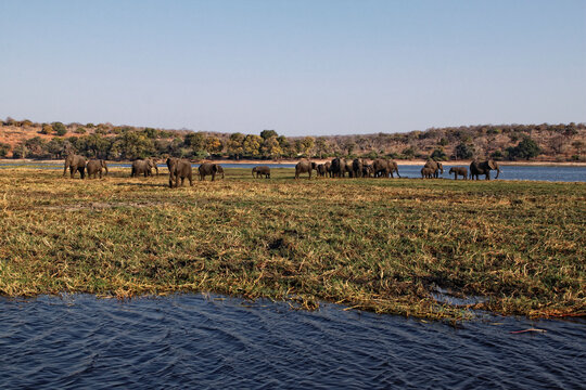 African Elephant herd huddled together, waiting to cross the Chobe River, Chobe National Park, Botswana, Africa