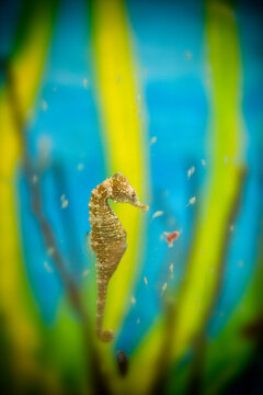 Longsnout seahorse (Hippocampus reidi) underwater, Atlantic Ocean, Isla Mujeres, Yucatan Peninsula, Mexico
