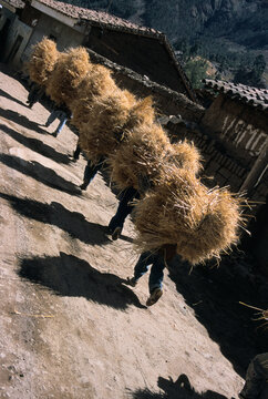 Farmers carry the sheaves of wheat under the sun, Peru, South America.